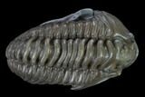 Flexicalymene Trilobite - Mt Orab, Ohio #133917-1